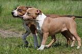 AMSTAFF  PUPPIES 188